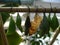 Large cocoons of butterflies on a bamboo stick