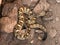 Large Coiled Black Tailed Rattlesnake