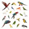 Large collection of bird, pet and exotic, in different position