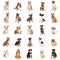 Large Collection of Common Breed Dogs