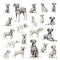 Large collection of Dalmatian, adult, puppy, different position