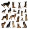 Large collection of German Shepherd Dog, adult, puppy, in differ