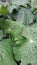 A large collection of green leaves grew lush