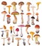 Large collection of isolated mushrooms