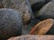 Large collection of rocks in a variety of shapes and sizes scattered across a beach