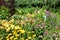 A large collection of summer flowers, daylilies, rudbeckia, phloxes, echinacea in the garden.