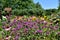 A large collection of summer flowers, daylilies, rudbeckia, phloxes, echinacea in the garden.