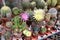 Large collection of various cacti in a greenhouse