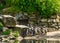 Large colony of african black footed penguins together in the zoo, tropical water birds from the coast of Africa