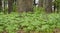 Large Colony of Mayapple Plants