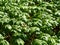 Large Colony of Mayapple Plants