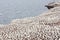 Large colony of northern gannets in Bonaventure Island (Quebec)