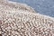 Large colony of northern gannets in Bonaventure Island (Quebec)