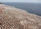 Large colony of northern gannets in Bonaventure Island (Quebec)