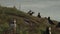 Large Colony of Puffins Walking Looking Over Huge Atlantic Ocean, Calm and Peaceful Waves, Wild Bird