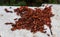 Large colony of red and black beetles