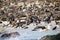 Large colony of seals on South Africa`s Geyser Island just a few meters off the fynbos coastline