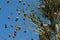 Large colony of Village weaver nests on a palm tree