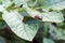 a large Colorado potato beetle eats a juicy green potato leaf