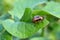 a large Colorado potato beetle eats a juicy green potato leaf