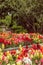 A large and colorful garden of trailing candy showers snapdragons in bloom in the spring