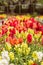 A large and colorful garden of trailing candy showers snapdragons in bloom in the spring