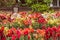 A large and colorful garden of trailing candy showers snapdragons in bloom in the spring