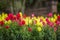 A large and colorful garden of trailing candy showers snapdragons in bloom in the spring