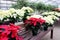 Large colorful leaves and tiny yellow flowers on potted poinsettia plants in local greenhouse