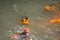 Large, colorful, orange and black koi in an outdoor pond, searching for food