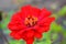 Large and colorful red, scarlet, crimson flowers majors blooming in autumn and growing along the street of the city of Dnipro, the