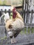 Large colorful rooster on the roof