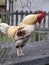 Large colorful rooster  on the roof