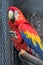 Large colorful South American macaw ara parrot sitting outdoor close up.