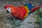 Large colorful South American macaw ara parrot sitting outdoor close up.