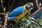 Large colorful South American macaw ara parrot sitting outdoor close up.