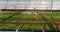 Large commercial greenhouse for growing flowers and ornamental plants. Lots of beautiful colored flowers in pots