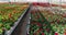 Large commercial greenhouse for growing flowers and ornamental plants. Lots of beautiful colored flowers in pots