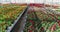 Large commercial greenhouse for growing flowers and ornamental plants. Lots of beautiful colored flowers in pots