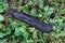 Large common Black Slug on wet grass.