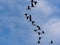 Large Common Crane Flocks, Grus grus flaing in HortobÃ¡gy National Park, Hungary