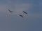 Large Common Crane Flocks, Grus grus flaing in HortobÃ¡gy National Park, Hungary