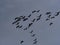 Large Common Crane Flocks, Grus grus flaing in HortobÃ¡gy National Park, Hungary