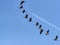 Large Common Crane Flocks, Grus grus flaing in HortobÃ¡gy National Park, Hungary