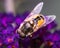 Large Common Drone Hover Fly (Syrphidae, Eristalis tenax) on purple flowers