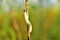 A large common slug of light color crawls on the grass.