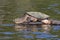 Large Common Snapping Turtle basking on a rock - Ontario, Canada