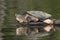 Large Common Snapping Turtle basking on a rock - Ontario, Canada