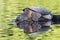 Large Common Snapping Turtle basking on a rock - Ontario, Canada