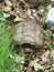 Large Common Snapping Turtle with open mouth